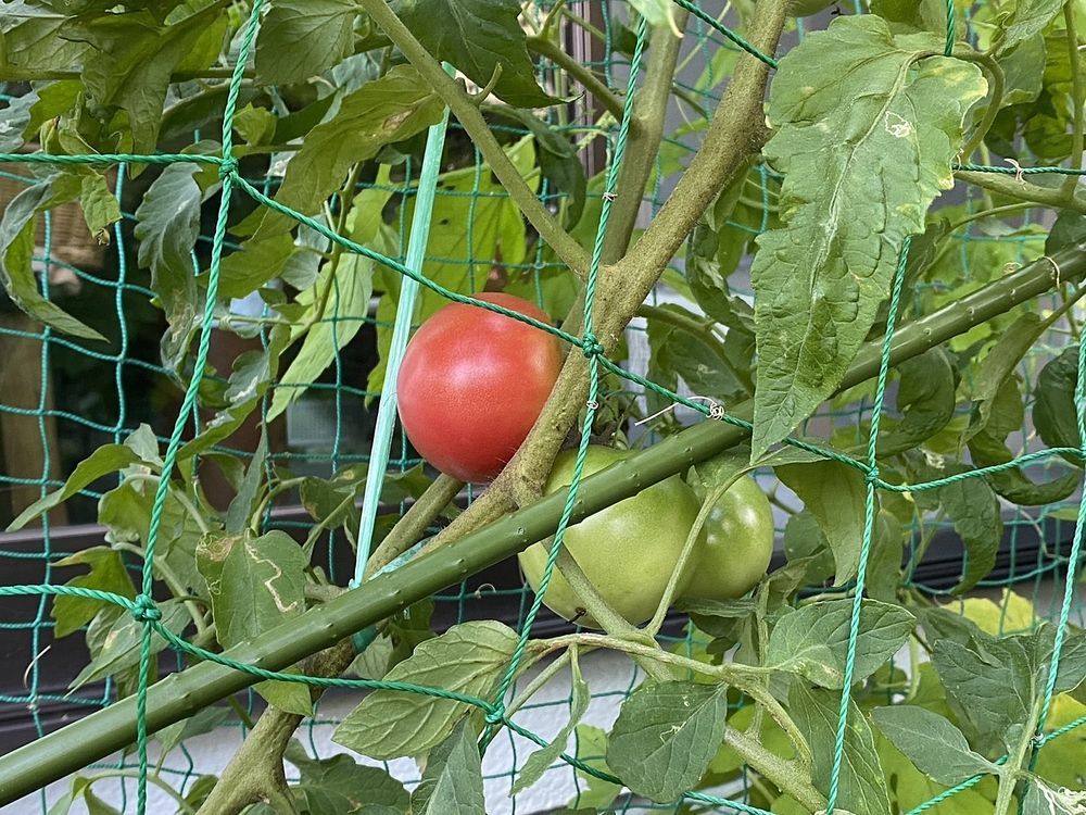 愛する野菜たち